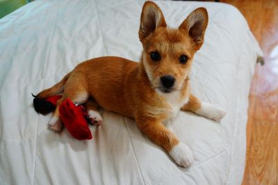 Foxy