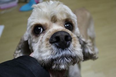 Kun