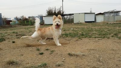 Doogi