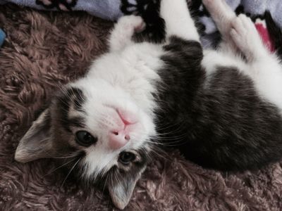 URGENT Thomas (Tommy)