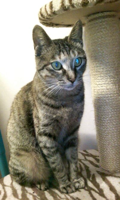 Cleo