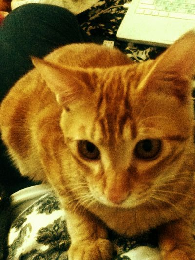 Chester