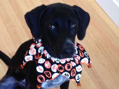 Blackie - HAPPY IN NEW HOME!