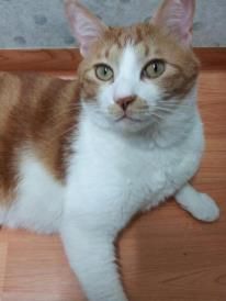 Purrfect Pumpkin