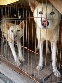 A pair of caged Jindo dogs