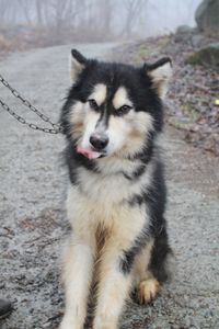 Tycho (now Bo!)