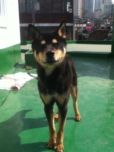 Sooty - The most beautiful girl in the world!!!