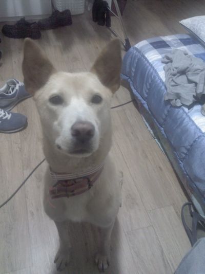 Tessie