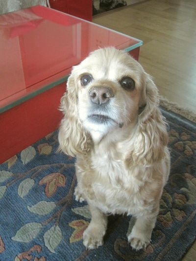 Lucky- The Cocker you can't resist!