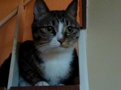 Millie