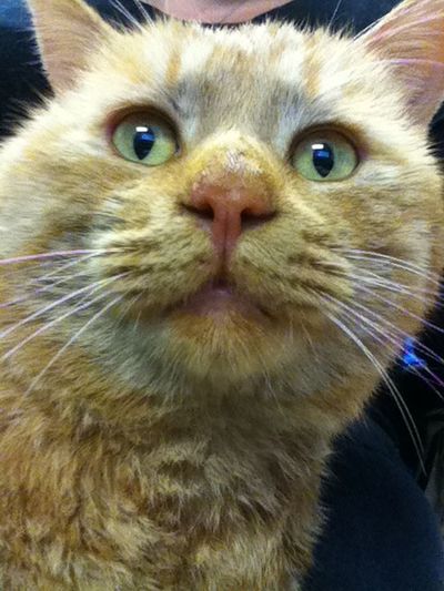 Catsby