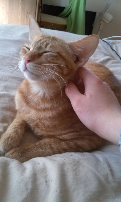 Honey (formerly Peewee/련이)