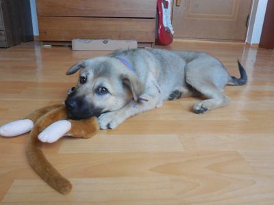 Bruno - Italian heart breaker