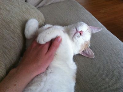 Kittle