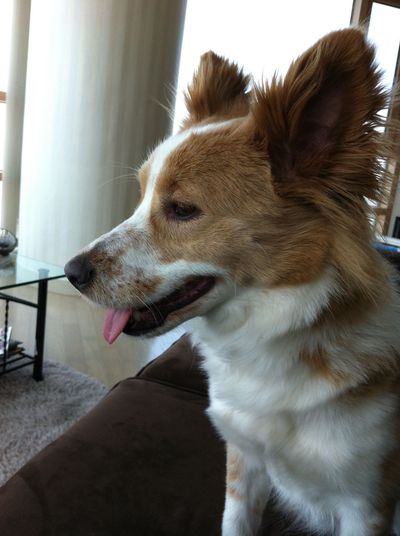 Poppy (aka Penny)
