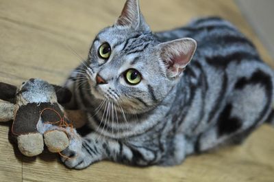 Kitty