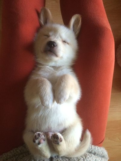 Baloo ~ one of Sandy's pups
