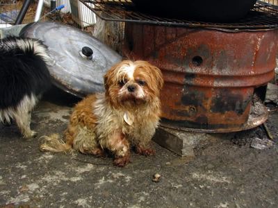 Locating the Owner of a Lost Pet