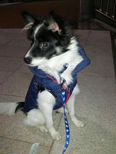 Ah Chil (아칠)... aka Baby Seven