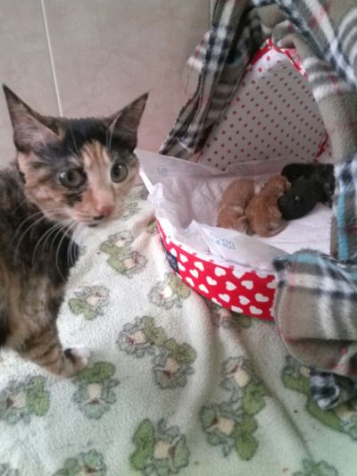 Fantine - Now Nala
