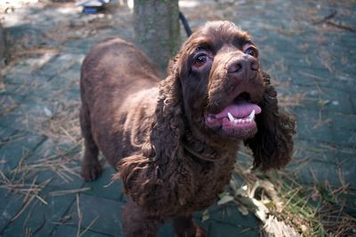 Charlie, sweet as chocolate.