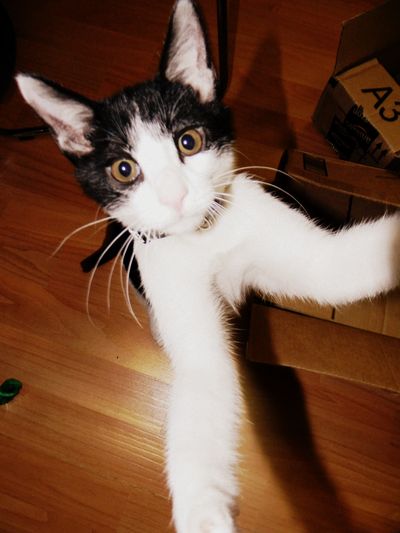 Ser Pounce-a-lot