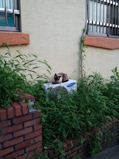 Cat in an alley in Seoul