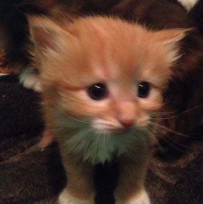 Ginger