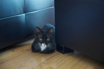 Urgent: Foster needed: Zaphod