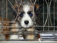 Caged puppy at KAPS shelter