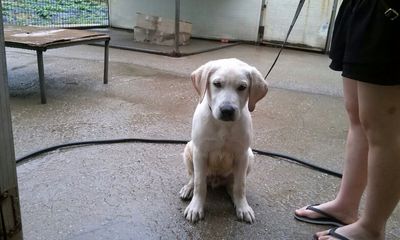 Sweet Lab puppy(Bori)