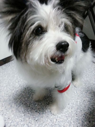 Millie