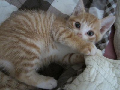 Gavroche