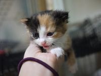 Bobo(보보)