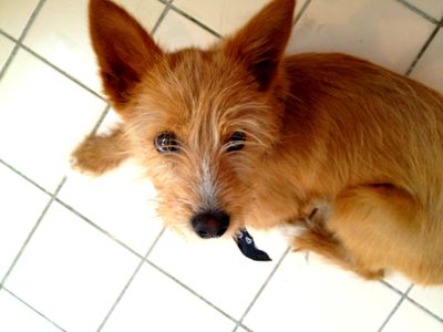 Buddy