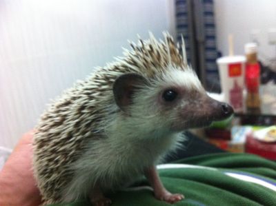 Nacho the Hedgehog- URGENT