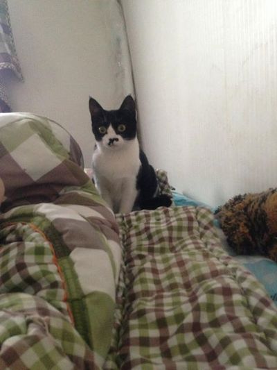 Glitch-The mustached kitty