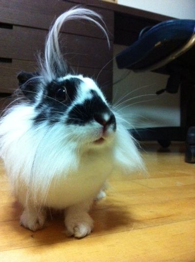 Oreo