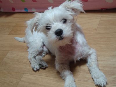 Sunny the Wonder Dog
