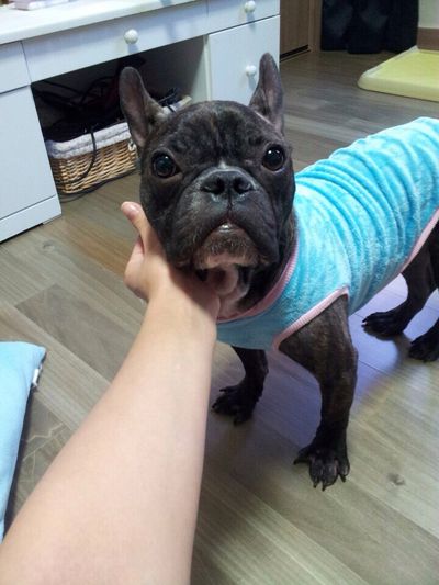 Mumu(무무)