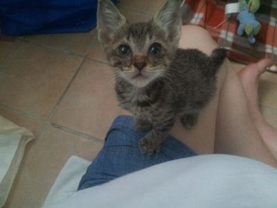 Libby the lap kitten