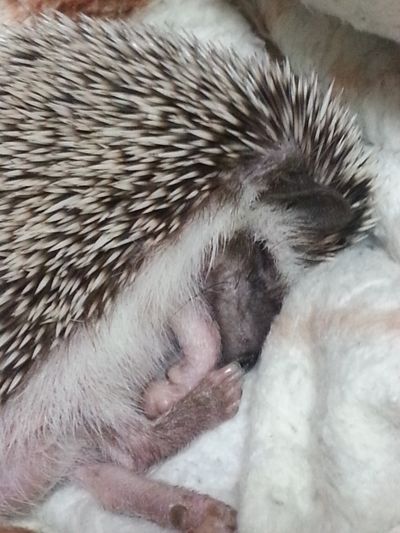 Archie