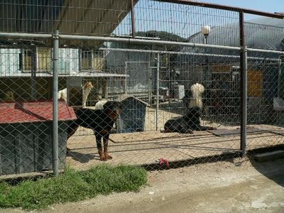 Puppy Mill in Daejeon