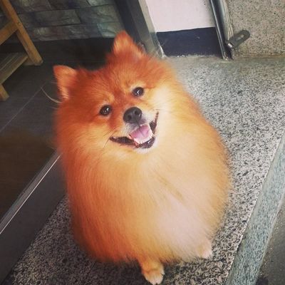 Balu
