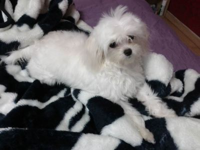 Oscar