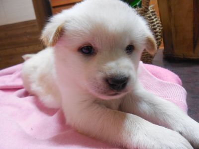 Jindo mix puppy! (1 of 5) TOM