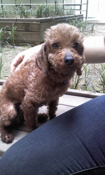 Junie