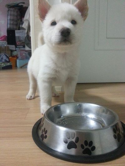 Kuma