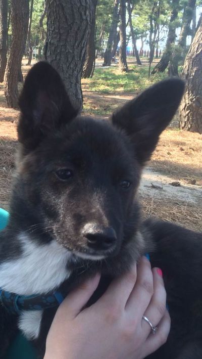 Kanmi (Ara's pup)