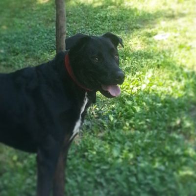 Toby